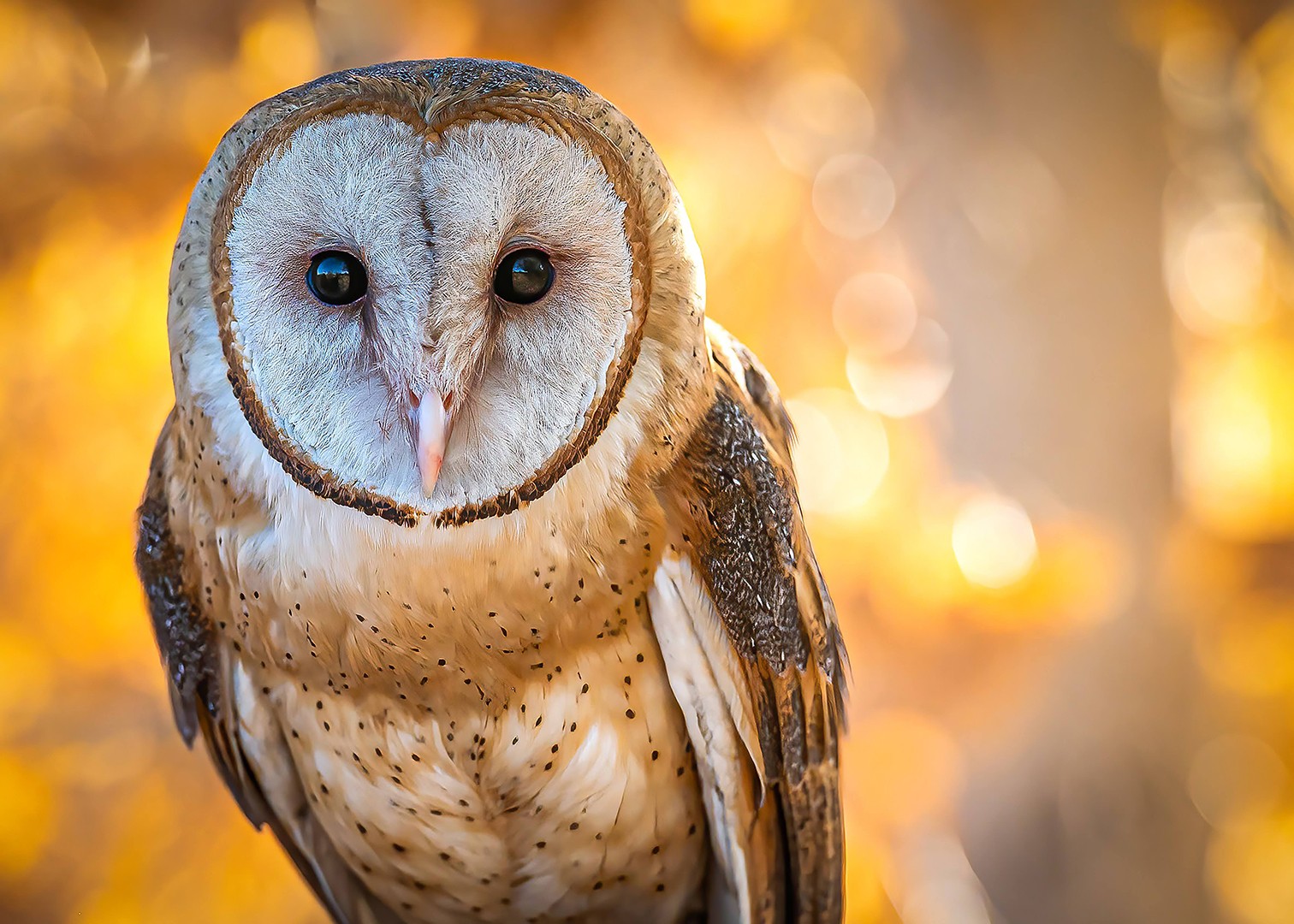 Barn owl with a heart-shaped face, standing outdoors with blurred warm-colored background