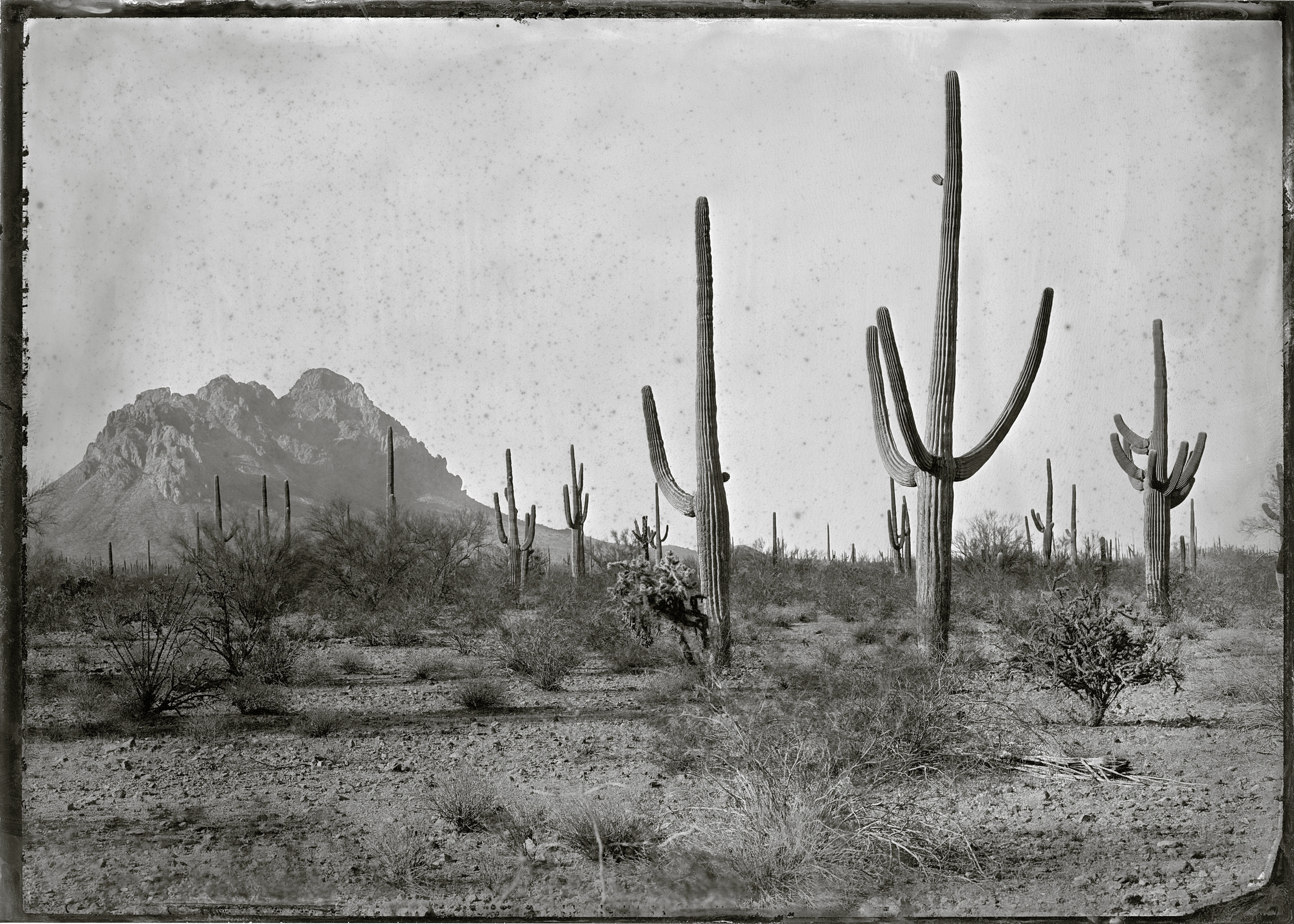 Desert landscape with tall cacti, mountain in background, and dry ground, in black and white.