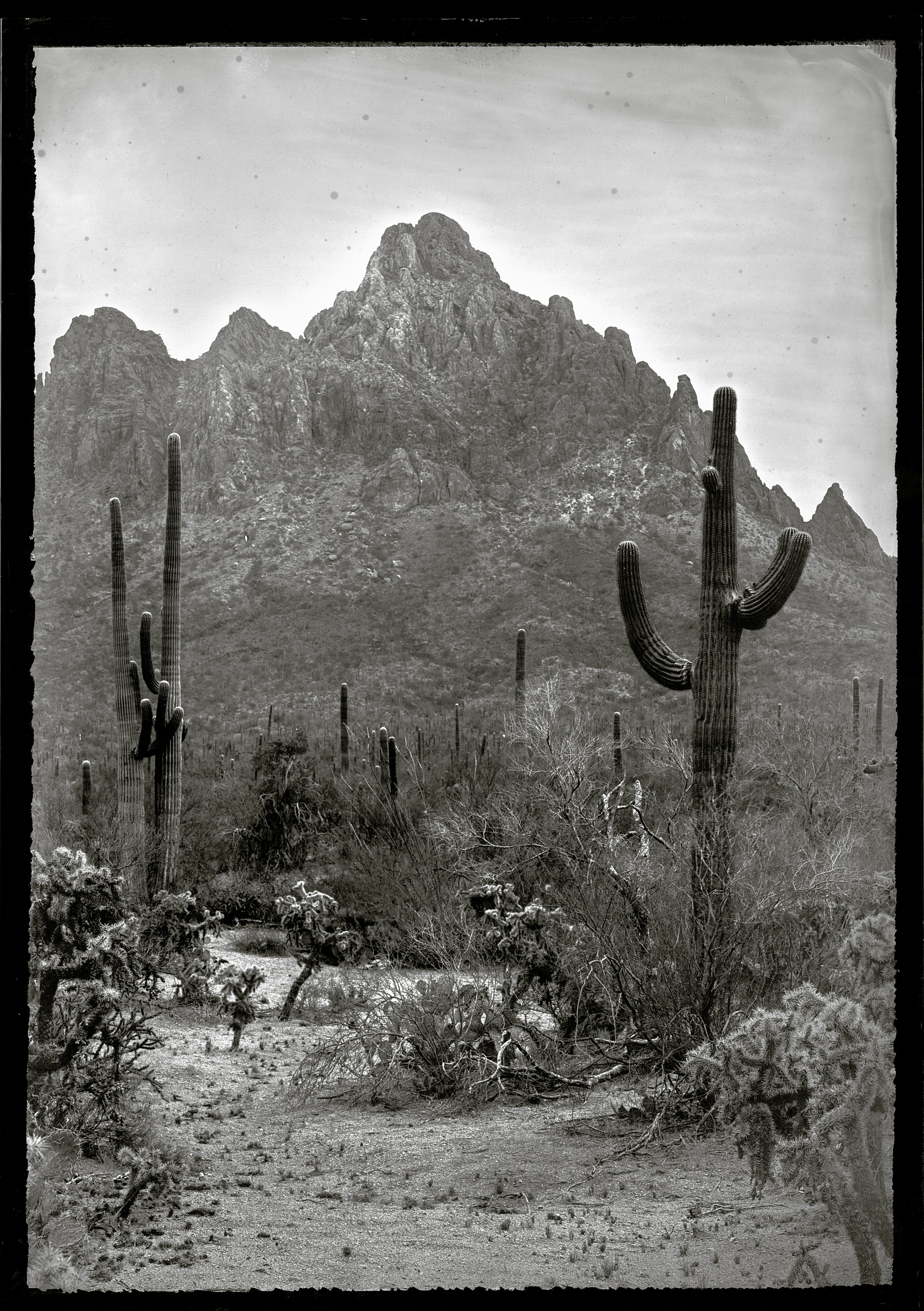Desert landscape with cacti and mountain in background, black and white photo.